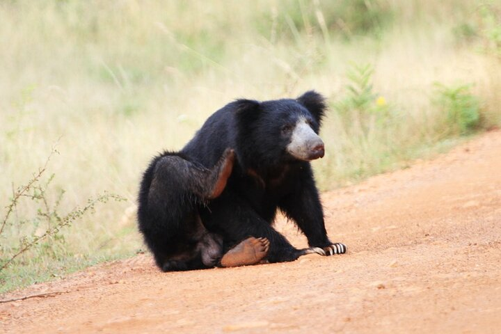 wilpattu national park